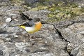 Bergeronnette des ruisseaux oiseau,passereau;bergeronnette-des-ruisseaux;motacilla-cinerea;lot-46;france; 