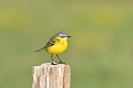 Bergeronnette printanière sur un poteau oiseau;passereau;bergeronnette-printaniere;motacilla-flava;poteau;indre-36;brenne;france; 