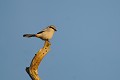 Pie-grièche grise sur un arbre mort oiseau;passereau;pie-grieche-grise;lanius-excubitor;arbre-mort;yvelines-78;france; 