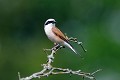 Pie-grièche écorcheur mâle oiseau;passereau;pie-grieche-ecorcheur;lanius-collurio;male;yvelines-78;france; 