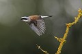 Pie-grièche écorcheur en vol oiseau;passereau;pie-grieche-ecorcheur;lanius-collurio;vol;envol;yvelines-78;france; 