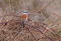 Pie-grièche écorcheur mâle perchée sur un roncier oiseau;passereau;pie-grieche-ecorcheur;lanius-collurio;roncier;yvelines-78;france; 