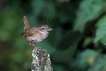 Troglodyte mignon sur un poteau et des insectes pour ses jeunes oiseau;passereau;troglodyte-mignon;troglodytes-troglodytes;nourrissage;jeunes;yvelines-78;france; 