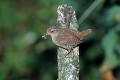 Troglodyte mignon avec des insectes pour ses jeunes oiseau;passereau;troglodyte-mignon;troglodytes-troglodytes;nourrissage;jeunes;yvelines-78;france; 