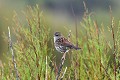 Accenteur mouchet oiseau;passereau;accenteur-mouchet;prunella-modularis;perche;ile-d-yeu;vendee-85;france; 