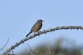 Accenteur mouchet sur une ronce oiseau;passereau;accenteur-mouchet;prunella-modularis;ronce;ile-d-yeu;vendee-85;france; 