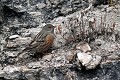 Accenteur alpin sur une paroi rocheuse oiseau;passereau;accenteur-alpin;prunella-collaris;paroi-rocheuse;lot-46;france; 