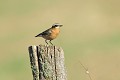 Tarier des prés mâle oiseau;passereau;tarier-des-pres;saxicola-rubetra;male;poteau;lot-46;france; 