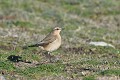 Traquet motteux au sol oiseau;passereau;traquet-motteux;oenanthe-oenanthe;sol;ile-d-yeu;vendee-85;france; 