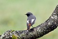 Rougequeue noir mâle oiseau;passereau;rougequeue-noir;phoenicurus-ochruros;male;lot-46;france; 