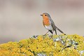 Rougegorge familier sur un rocher recouvert de lichen oiseau;passereau;rougegorge-familier;erithacus-rubecula;lichen;ile-d-yeu;vendee-85;france; 