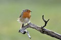 Rougegorge familier sur une branche morte oiseau;passereau;rougegorge-familier;erithacus-rubecula;branche-morte;ile-d-yeu;vendee-85;france; 