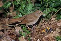 Rossignol philomèle nourrissant ses jeunes oiseau;passereau;rossignol-philomele;luscinia-megarhynchos;nourrissage;jeunes;yvelines-78;france; 