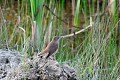 Rossignol philomèle oiseau;passereau;rossignol-philomele;luscinia-megarhynchos;mare;yvelines-78;france; 