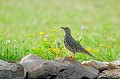 Grive draine au sol sur des pierres oiseau;passereau;grive-draine;turdus-viscivorus;sol;pierres;lot-46;france; 