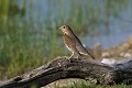 Grive musicienne sur une branche morte oiseau;passereau;grive-musicienne;turdus-philomelos;branche-morte;yvelines-78;france; 