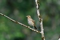 Grive musicienne sur une branche morte oiseau;passereau;grive-musicienne;turdus-philomelos;branche-morte;lot-46;france; 