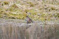 Grive mauvis au bain oiseau;passereau;grive-mauvis;turdus-musicus;bain;mare;yvelines-78;france; 