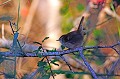 Bouscarle de Cetti dans la végétation oiseau;passereau;bouscarle-de-cetti;cettia-cetti;buisson;indre-36;brenne;france; 