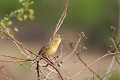 Locustelle tachetée qui chante oiseau;passereau;locustelle-tachetee;locustella-naevia;chant;yvelines-78;france; 