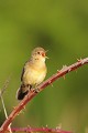 Locustelle tachetee qui chante oiseau;passereau;locustelle-tachetee;locustella-naevia;chant;yvelines-78;france; 