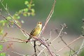 Locustelle tachetée qui chante oiseau;passereau;locustelle-tachetee;locustella;naevia;chant;yvelines-78;france; 