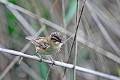 Phragmite des joncs avec des insectes pour ses jeunes oiseau;passereau;phragmite-des-joncs;acrocephalus-schoenobaenus;insectes;nourrissage;indre-36;brenne;france; 