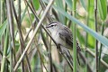 Phragmite des joncs dans une roselière oiseau;passereau;phragmite-des-joncs;acrocephalus-schoenobaenus;roseliere;indre-36;brenne;france; 