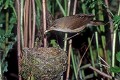 Rousserolle verderolle à son nid oiseau;passereau;rousserolle-verderolle;acrocephalus-palustris;nid;nourrissage;yvelines-78;france; 