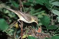 Hypolaïs polyglotte nourrissant ses jeunes au nid oiseau;passereau;hypolais-polyglotte;nid;nourrissage;jeunes;hippolais-polyglotta;yvelines-78;france; 