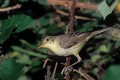 Hypolaïs polyglotte oiseau;passereau;hypolais-polyglotte;hippolais-polyglotta;buisson;yvelines-78;france; 