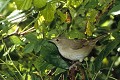 Fauvette des jardins oiseau;passereau;fauvette-des-jardins;sylvia-borin;buisson;yvelines-78;france; 