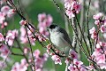 Fauvette à tête noire mâle au printemps oiseau;passereau;fauvette-a-tete-noire;sylvia-atricapilla;printemps;lot-46;france; 