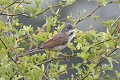 Fauvette grisette qui chante oiseau;passereau;fauvette-grisette;sylvia-communis;chant;aubepine;indre-36;brenne;france; 