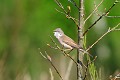 Fauvette grisette qui chante oiseau;passereau;fauvette-grisette;sylvia-communis;chant;yvelines-78;france; 