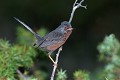 Fauvette pitchou mâle oiseau;passereau;fauvette-pitchou;male;sylvia-undata;alpes-de-haute-provence-04;france; 