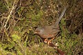 Fauvette pitchou femelle oiseau;passereau;fauvette-pitchou;sylvia-undata;femelle;yvelines-78;france; 