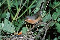 Fauvette passerinette à son nid oiseau;passereau;fauvette-passerinette;sylvia-cantillans;nid;alpes-de-haute-provence-04;france; 