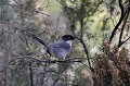 Fauvette mélanocéphale mâle oiseau;passereau;fauvette-melanocephale;sylvia-melanocephala;male;corse;france; 