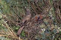 Fauvette à lunettes à son nid oiseau;passereau;fauvette-a-lunettes;sylvia-conspicillata;nid;alpes-de-haute-provence-04;france; 