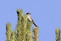 Fauvette babillarde sur un pin oiseau;passereau;fauvette-babillarde;sylvia-curruca;pin;yvelines-78;france; 