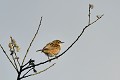 Cisticole des joncs oiseau;passereau;cisticole-des-joncs;cisticola-juncidis;indre-36;brenne;france; 