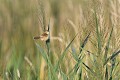 Cisticole des joncs dans la végétation aquatique oiseau;passereau;cisticole-des-joncs;cisticola-juncidis;indre-36;brenne;france; 