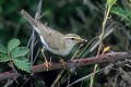 Pouillot fitis sur une ronce oiseau;passereau;pouillot-fitis;phylloscopus-trochilus;ronce;yvelines-78;france; 