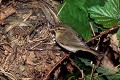 Pouillot véloce près de son nid oiseau;passereau;pouillot-veloce;phylloscopus-collybita;nid;yvelines-78;france; 