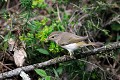 Pouillot de Bonelli oiseau;passereau;pouillot-de-bonelli;phylloscopus-bonelli;indre-36;brenne;france; 