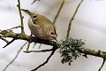 Roitelet huppé oiseau;passereau;roitelet-huppe;regulus-regulus;yvelines-78;france; 