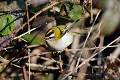 Roitelet triple-bandeau oiseau;passereau;roitelet-triple-bandeau;regulus-ignicapillus;yvelines-78;france; 