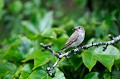 Gobemouche gris oiseau;passereau;gobemouche-gris;musicapa-striata;yvelines-78;france; 