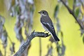 Gobemouche noir oiseau;passereau;gobemouche-noir;ficedula-hypoleuca;lot-46;france 